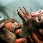 Liberan a 93 especies silvestres en reserva del norte de Ecuador ciencia