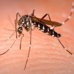 Se eleva el número de muertos en Grecia por el virus del Nilo Occidental virus del Nilo Occidental