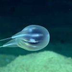 Científicos encuentran nueva especie marina con forma de globo ciencia