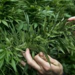 puestos de catadores de marihuana