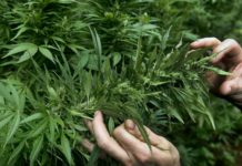 puestos de catadores de marihuana