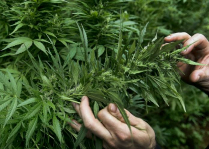 puestos de catadores de marihuana