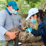 Galápagos repatría 36 tortugas de especie en peligro de extinción ciencia