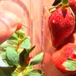 sabotaje de fresas con agujas