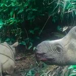 Avistan dos cachorros en extinción del rinoceronte de Java, en Indonesia ciencia