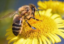 Ecólogos advierten que las abejas se extinguirán en cuestión de años
