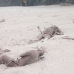 El volcán de Fuego de Guatemala causa 25 muertos y 1,7 millones de afectados erupcion volcan de fuego