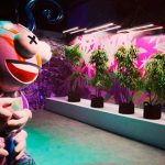 Abre en Las Vegas el primer museo interactivo de marihuana del mundo primer museo interactivo de marihuana mundo
