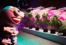 Abre en Las Vegas el primer museo interactivo de marihuana del mundo primer museo interactivo de marihuana mundo