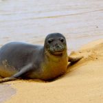 Foto de una foca crea curiosa ilusión óptica y se hace viral tendencia