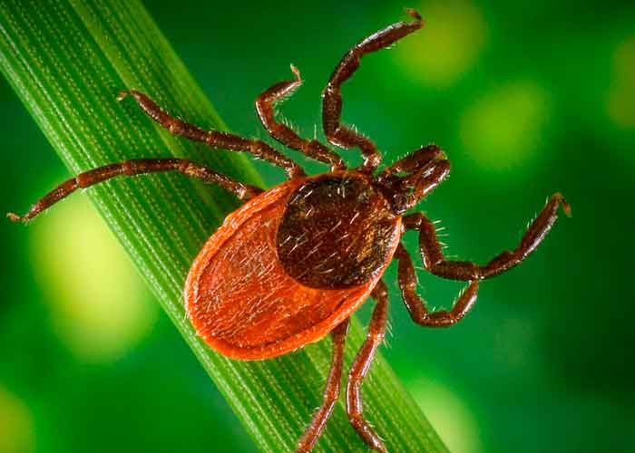 1_1eoUiWU reino unidos