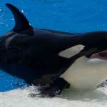 Encuentran a primera orca capaz de emitir el habla humana