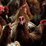 Francia realiza sacrificio de aves de corral para contener los brotes de gripe aviar francia