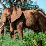 Elefanta mata a un cuidador en un zoológico de España tras golpearlo con su trompa espana