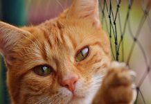 Un gato interrumpe la entrevista a un académico y se hace viral polonia