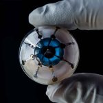 Instalan implante en el cerebro de dos monos que les permite «ver» sin usar los ojos ciencia