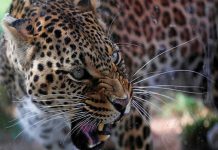 Una perra consigue ahuyentar a un leopardo que atacó a su cachorro india