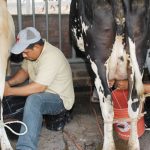 Presentan estrategia para el desarrollo de producción láctea 2020 – 2023 nicaragua