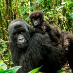 republica democratica del congo