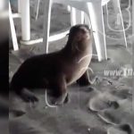 Visita insólita: León marino aparece en el balneario Las Peñitas nicaragua