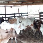 Escuelas técnicas de campo son un éxito en Río San Juan nicaragua