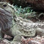 Estudio revela que reptil tuátara comparte ADN con mamíferos nueva zelanda