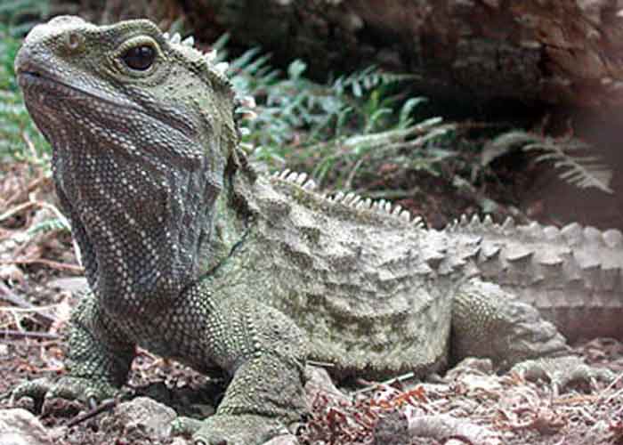 1_GOrPs1G nueva zelanda