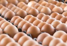 Colombia: Incautan 900 kilos de marihuana ocultos entre huevos huevos