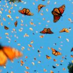 La población de la mariposa monarca se acerca a la extinción estados unidos