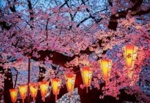 Japón se viste de rosa con los cerezos en flor japon
