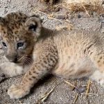 Cachorro de león nace en el zoológico de Singapur por inseminación artificial fotos