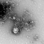 Científicos rusos fotografían por primera vez la cepa británica del coronavirus foto