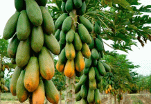 ¿Por qué es bueno desayunar papaya? Conocé sus 8 beneficios salud