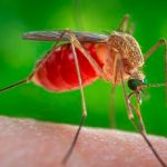 ¿Qué es el virus del Nilo Occidental que ha causado muertes? salud
