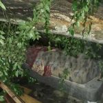 Frondoso se desploma y deja dos muertos en Argentina argentina