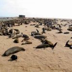 Encuentran más de 7.000 focas muertas en una playa de Namibia nambia