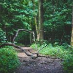 EEUU: Joven pide ayuda y luego desaparece en un bosque eeuu