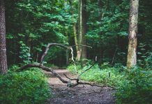 EEUU: Joven pide ayuda y luego desaparece en un bosque eeuu