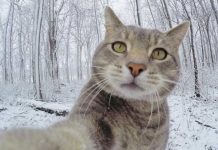 Día del Gato: Curiosidades sobre este felino tendencia