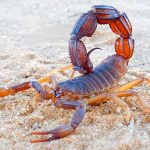 Estudio revela que toxina de alacrán puede evitar el cáncer salud