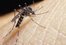Descubren un virus nunca antes detectado en personas Keystone