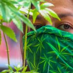 Consumo lúdico de marihuana en Mexico será discutido por Diputados mexico