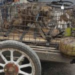 Celebridades piden a Indonesia que vete la venta de carne de perro indonesia