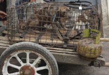 Celebridades piden a Indonesia que vete la venta de carne de perro indonesia