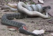 Épica batalla entre dos serpientes venenosas, luchan a muerte en el jardín de una casa