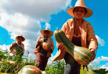 Cuba prioriza alimentación de la población durante el coronavirus cuba