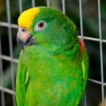 Argentina: Loro que presenció feminicidio repite estremecedoras frases del crimen argentina