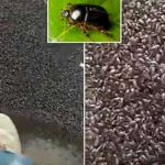 Escarabajos siembran el terror en un hogar de Australia (VIDEO) video