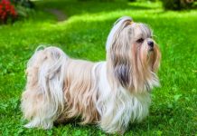EE.UU.: Pretenden deportar al depravado que violó un perro eeuu