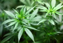 El Reino Unido legalizará el uso de medicamentos derivados del cannabis cannabis